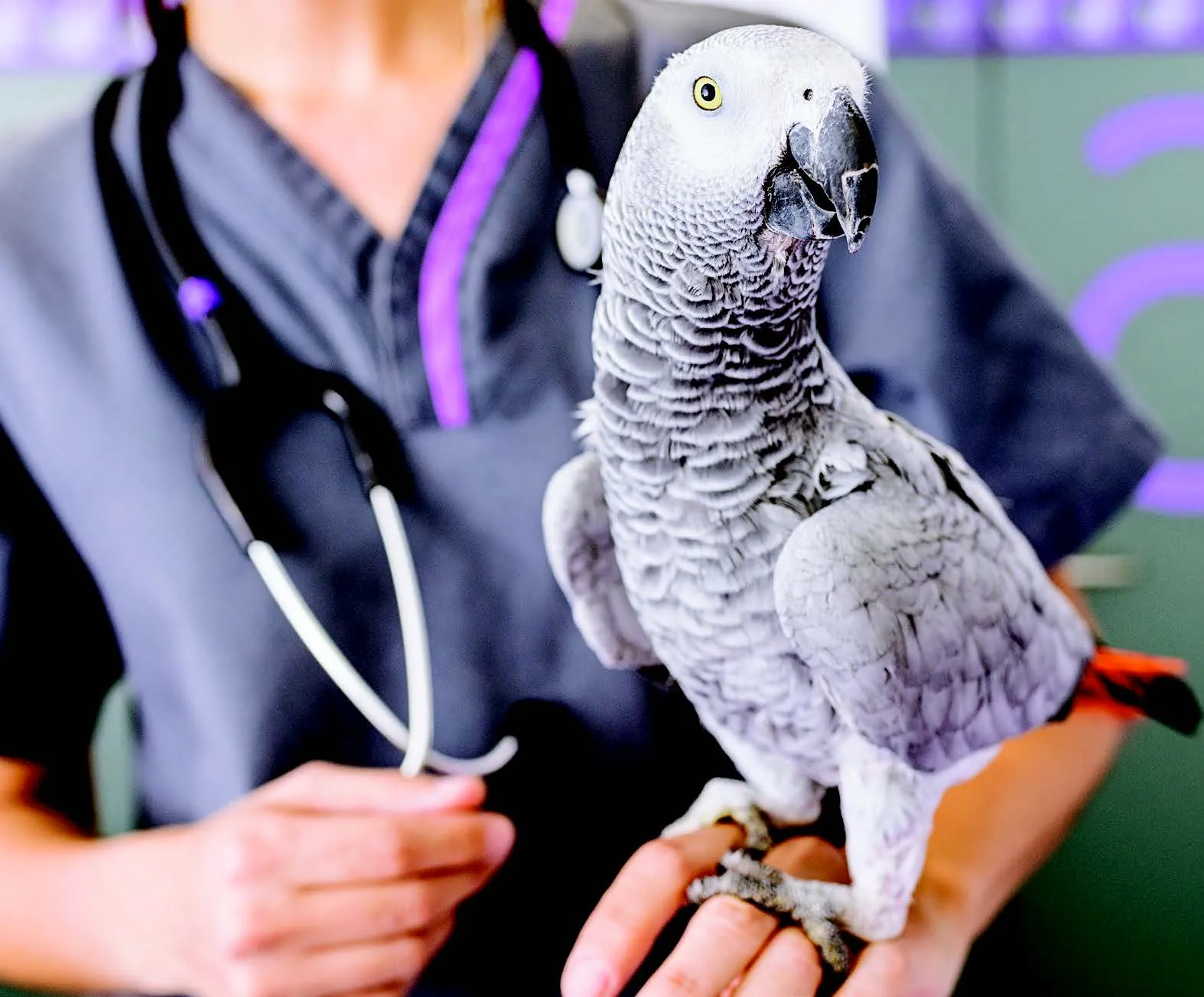 أفضل كليات الطب البيطري في مصر